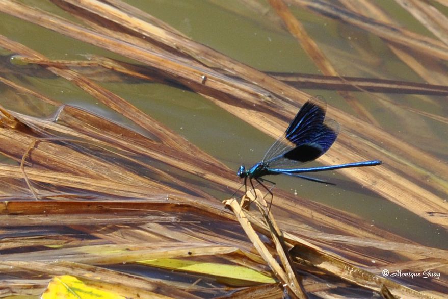 calopteryx-eclatant-3099.jpg