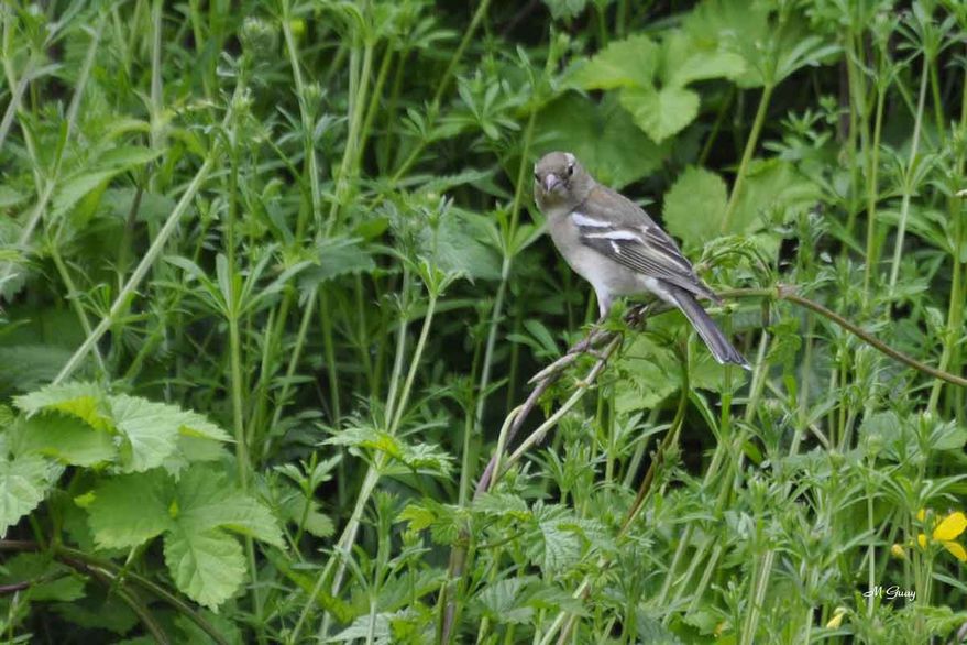 moineau-pale-3441.jpg