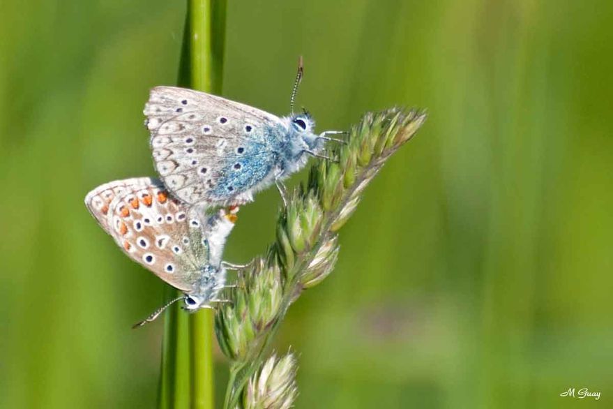 accouplement-papillons-4812.jpg