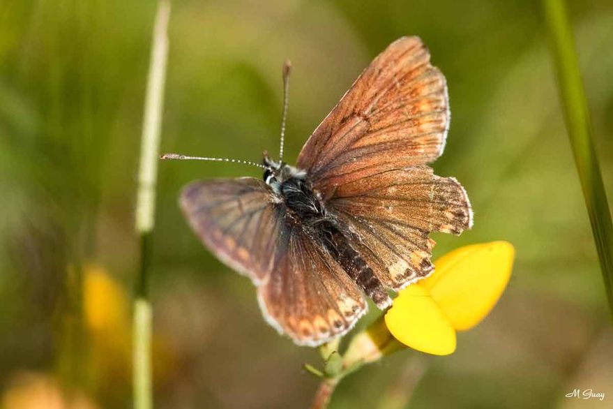 azure-femelle-9897.jpg