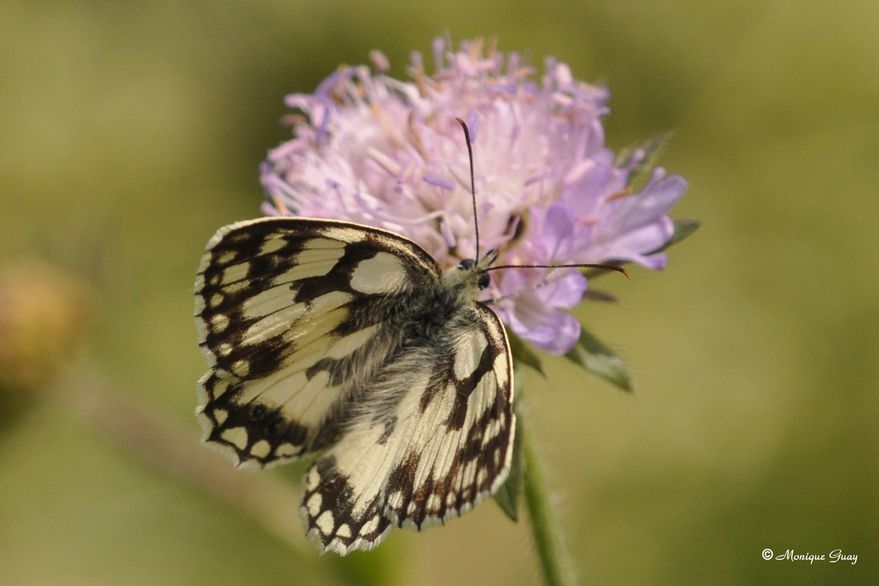 papillon-demi-deuil-9764.jpg