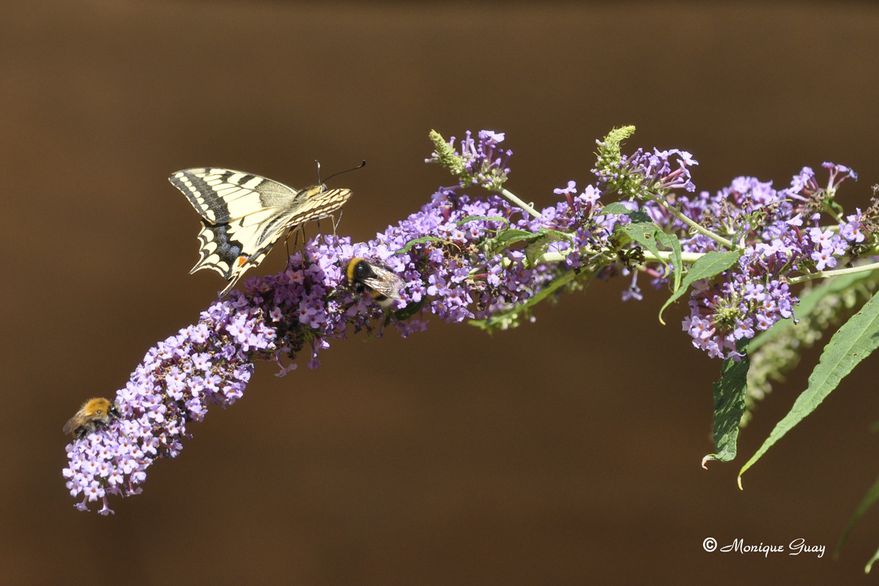 papillon-machaon-2903.jpg