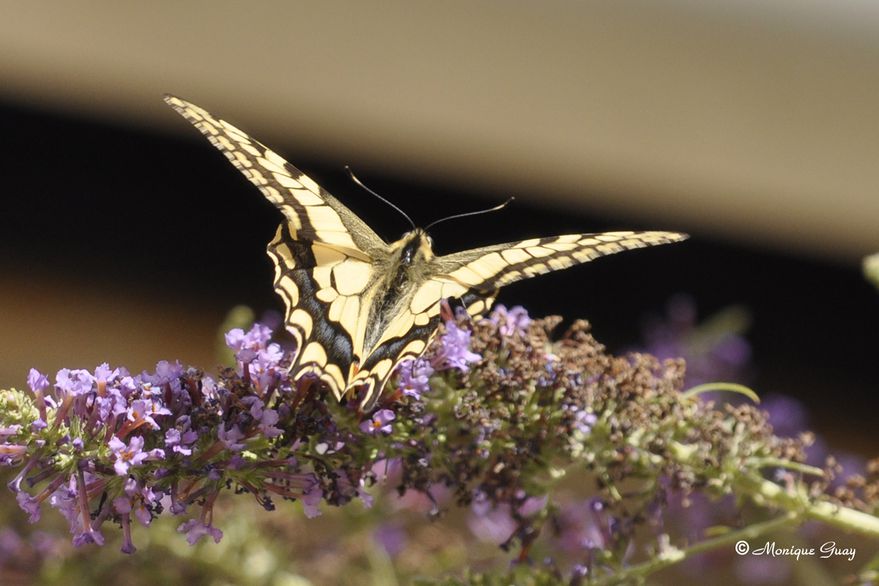 papillon-machaon-2904.jpg