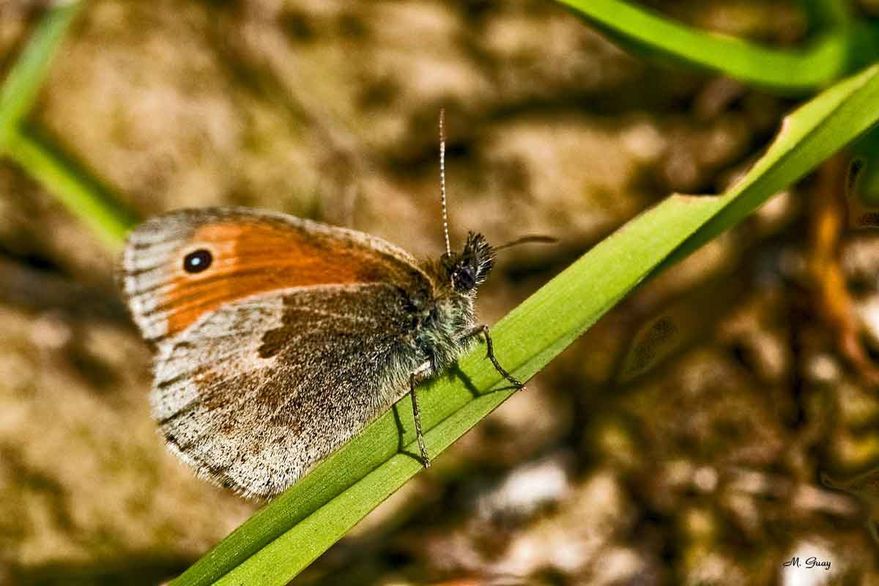 papillon-myrtil-9790.jpg