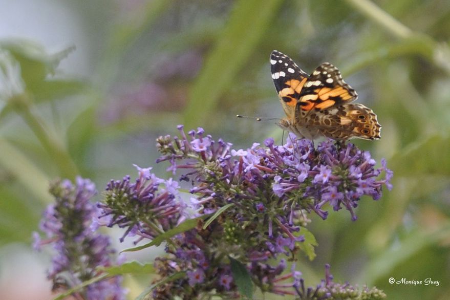papillon-petite-tortue-2888.jpg