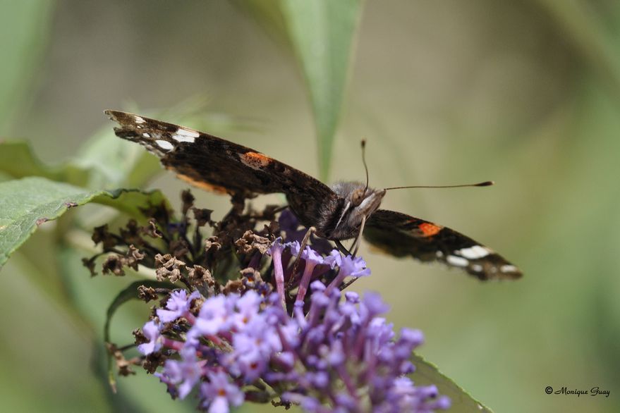 papillon-petite-tortue-2894.jpg