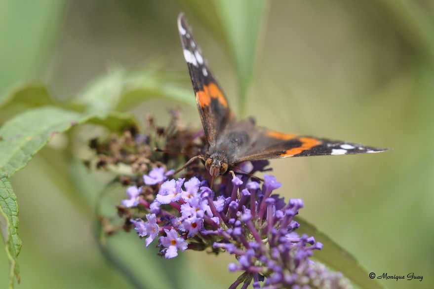 papillon-petite-tortue-2895.jpg
