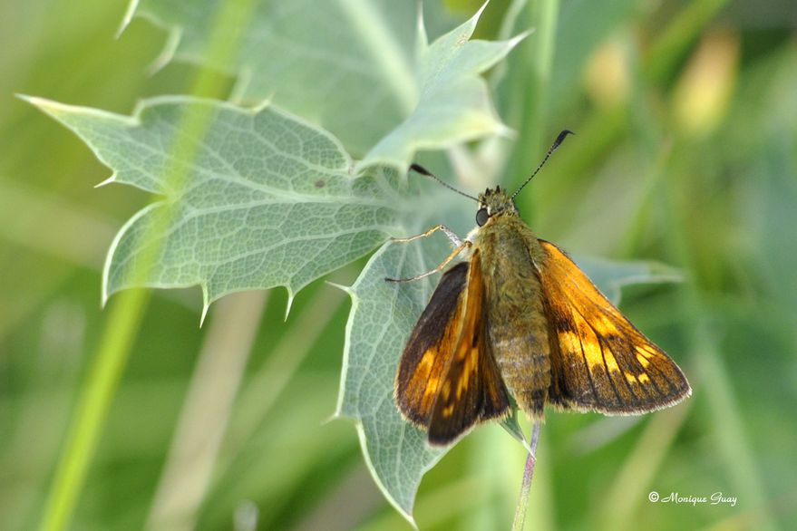 papillon-sphinx-0135.jpg