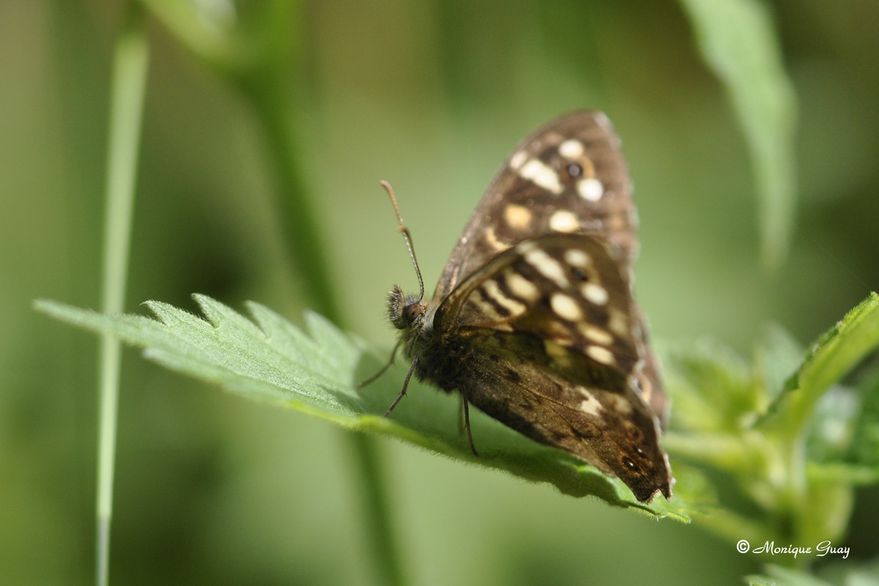 papillon-tircis-9681.jpg