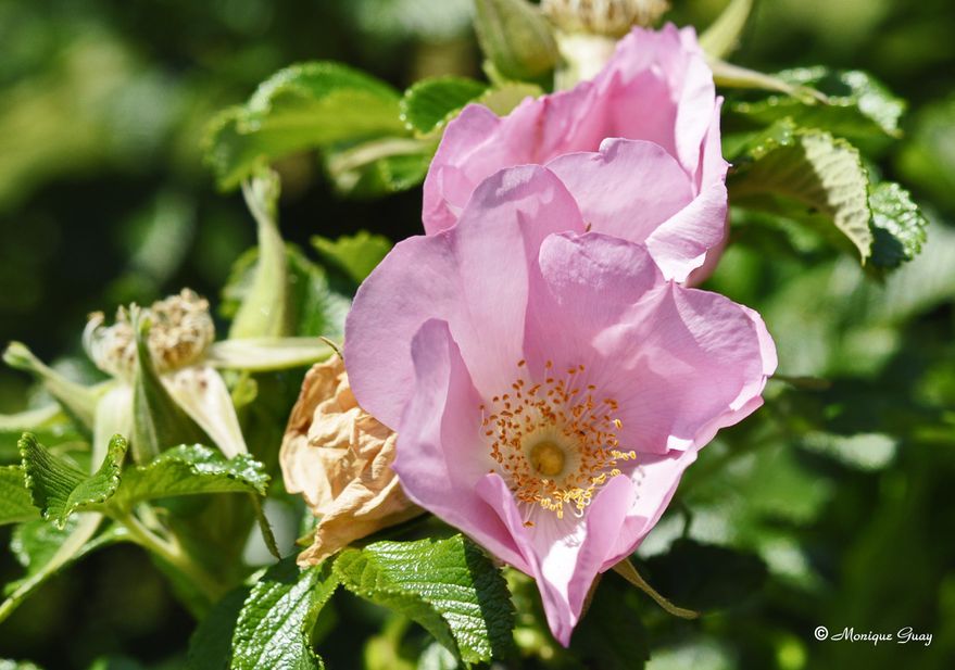 fleur-rose-1040.jpg