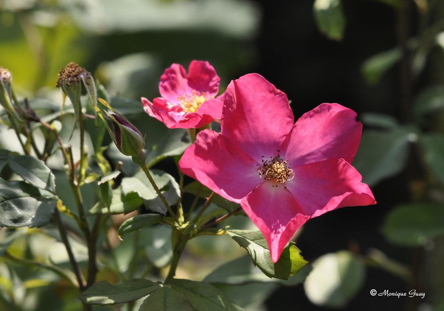 fleur-rose-1080.jpg