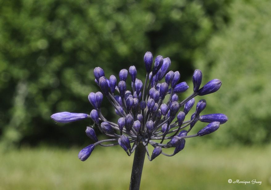fleur-violette-1022.jpg