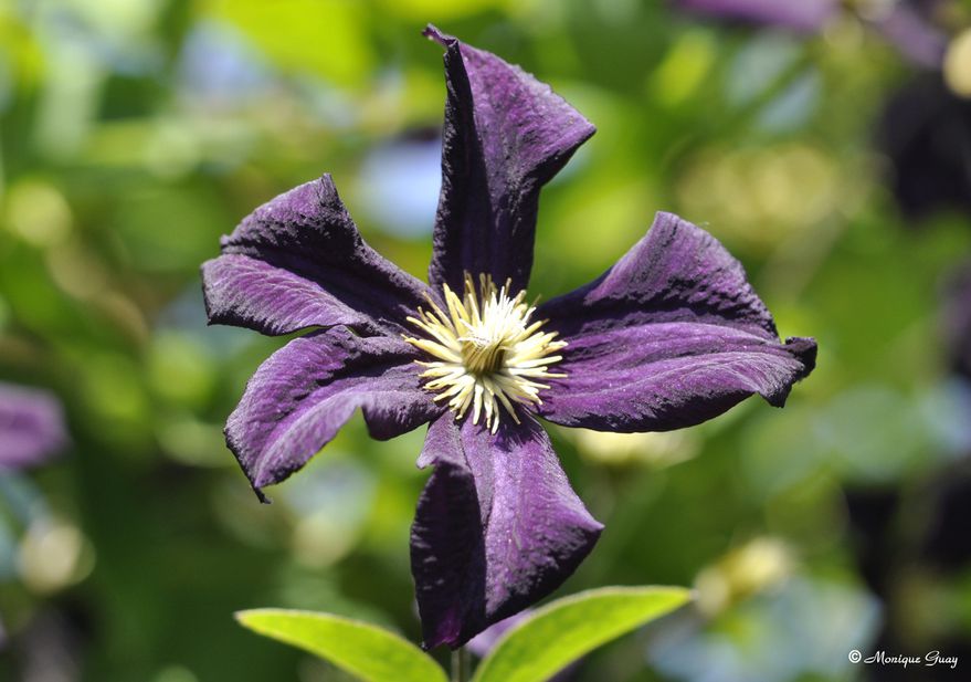 fleur-violette-1043.jpg