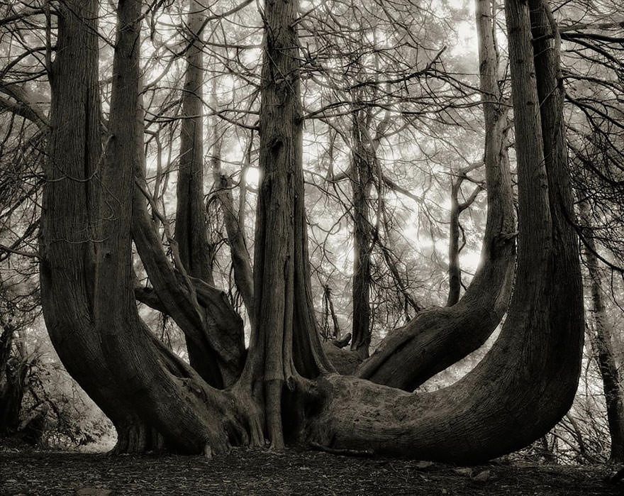 arbre-majestueux-14