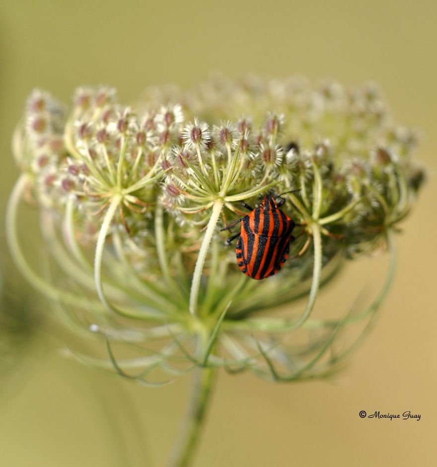 pentanome-cache-3362.jpg