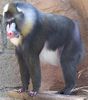 mandril primate