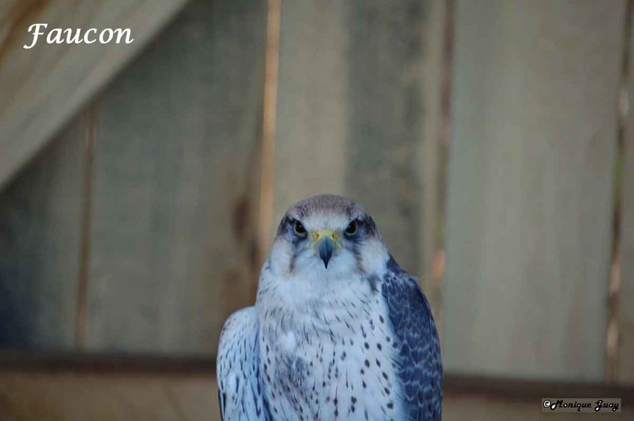 Aigles-Chateau-Thierry 9331-faucon
