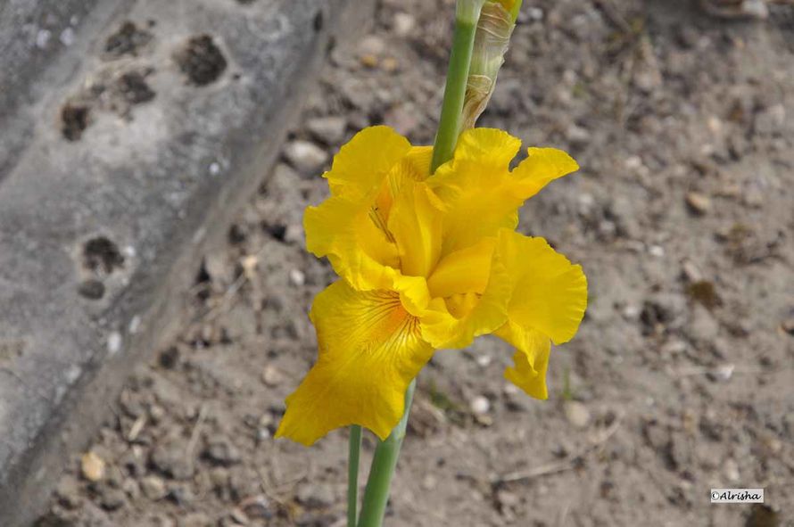 DSC8904 al iris jaune