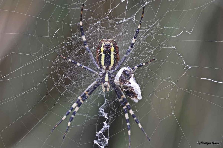 DSC6273-araignée-argiope-f