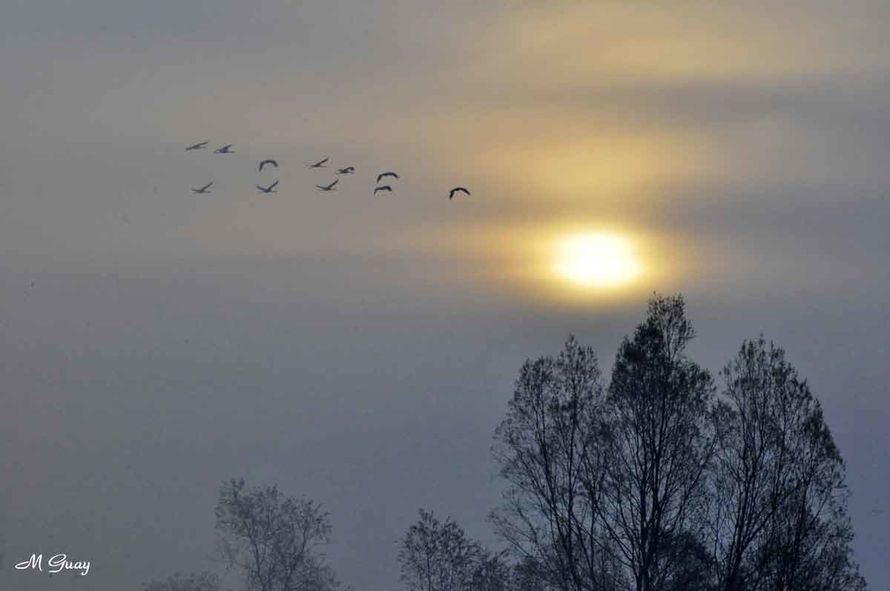 grues cendrées devant le soleil lever-soleil-lac-du-der-251