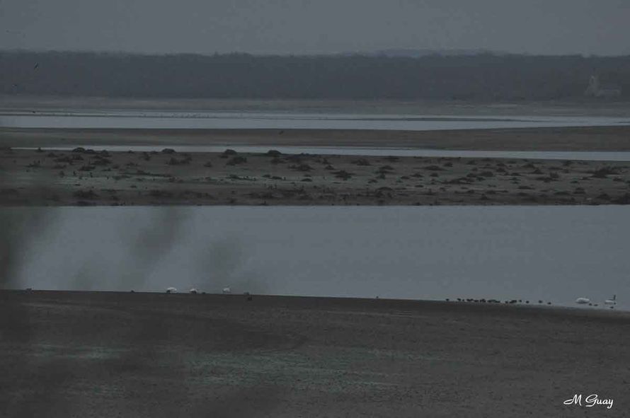 lac du Der au petit jour matin-lac-du-der-2086