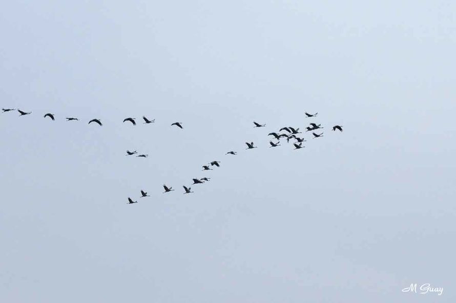 grues cendrées en V vol-grues-cendrées-lac-du-d