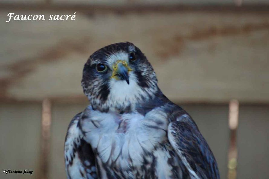 Aigles-Chateau-Thierry 9330-faucon-sacre