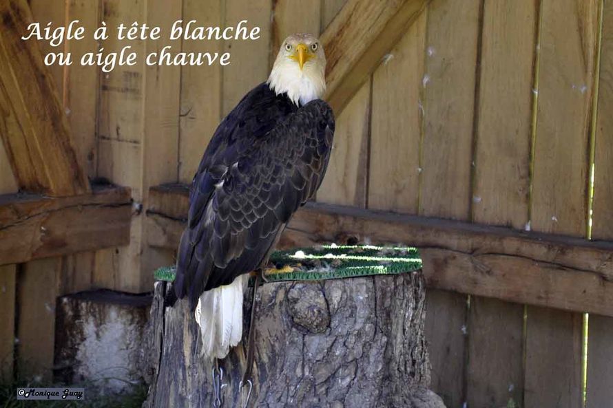 DSC7477-aigle-à-tête-blanc