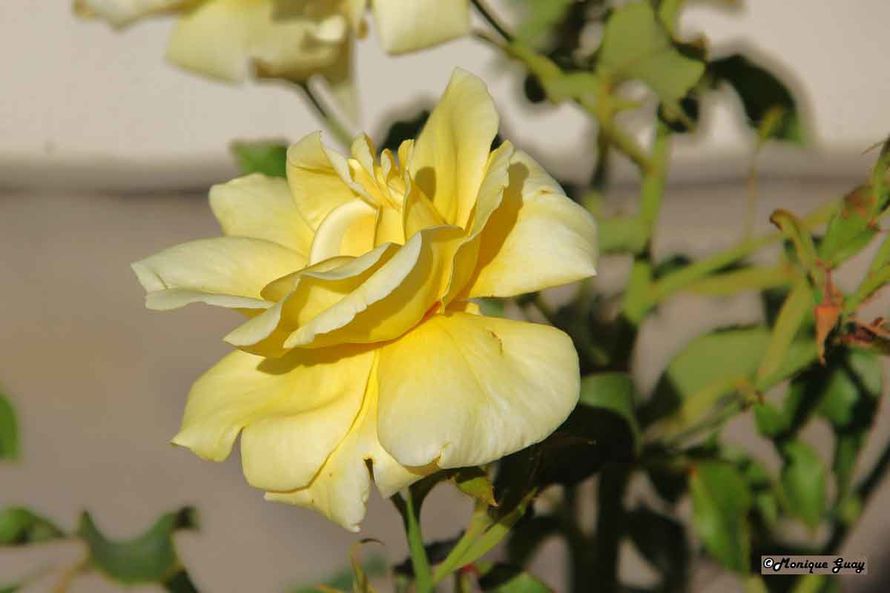 Floraison 8595-rose-jaune