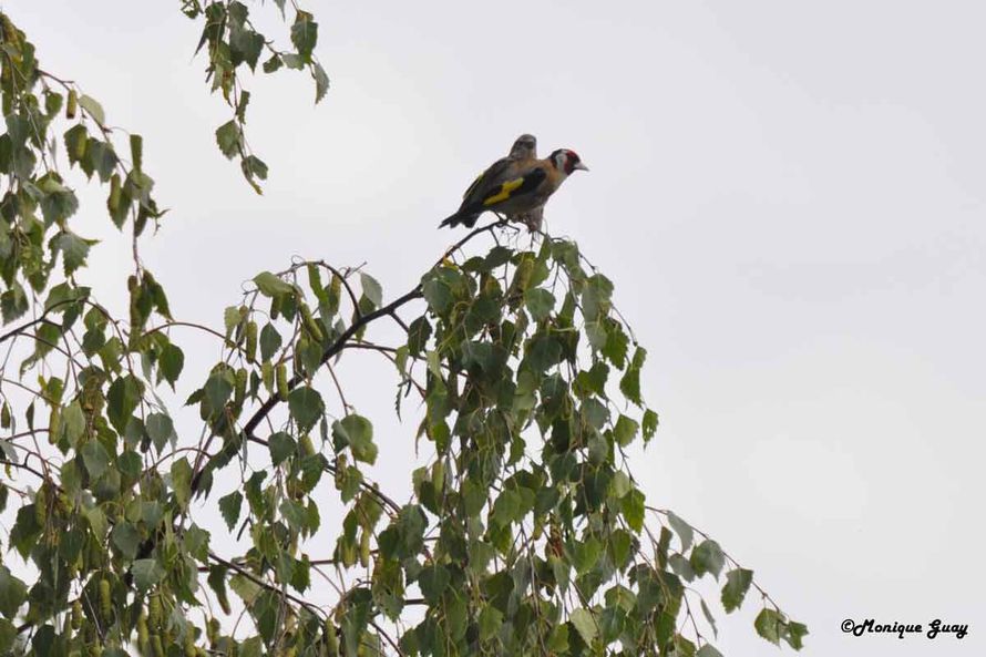 DSC6498-chardonnerets-al