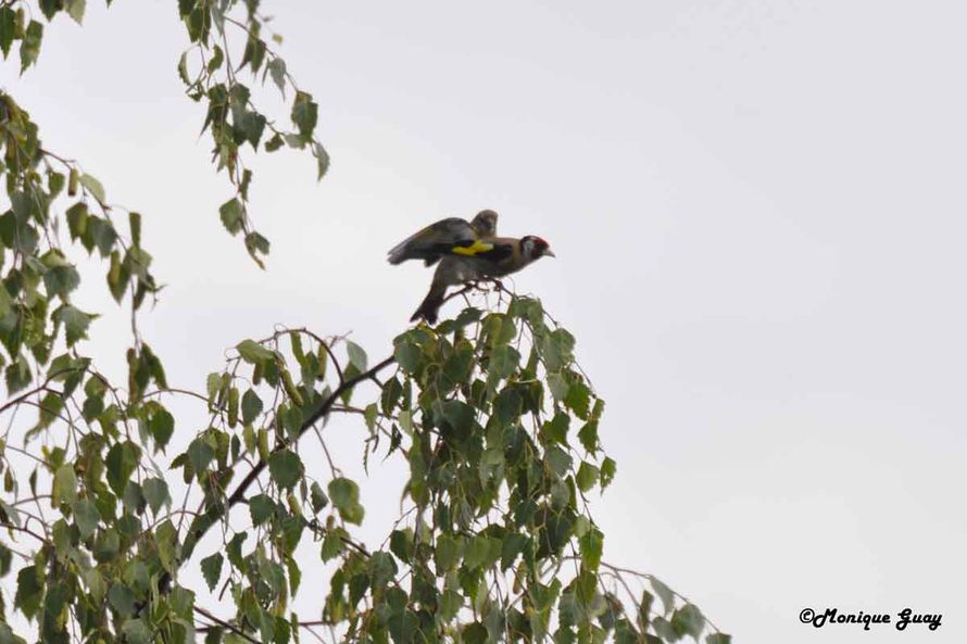 DSC6499-chardonnerets-al