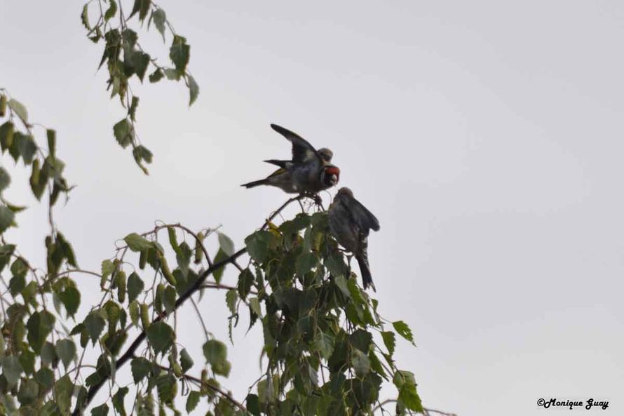 DSC6501-chardonnerets-al