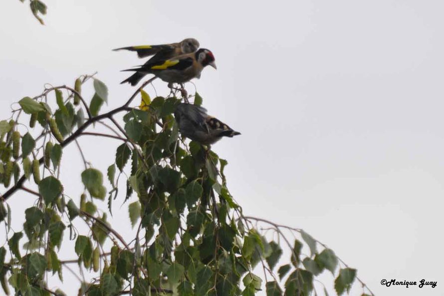 DSC6503-chardonnerets-al