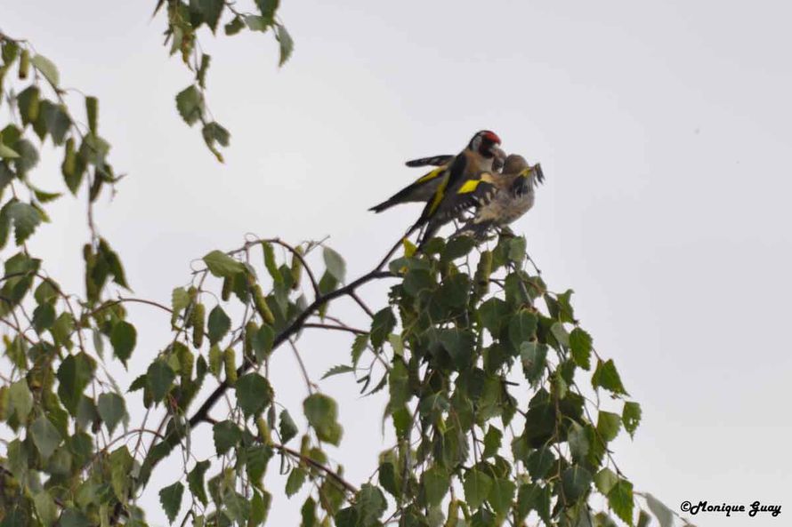 DSC6504-chardonnerets-al
