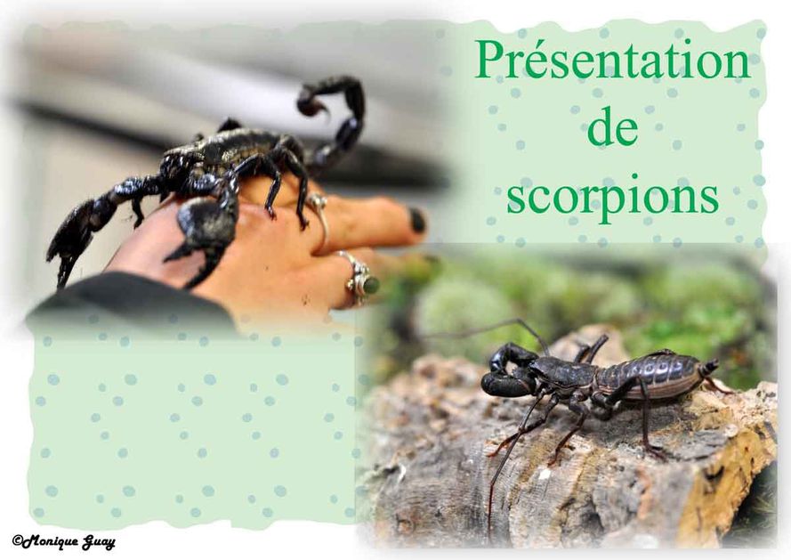scorpions-1