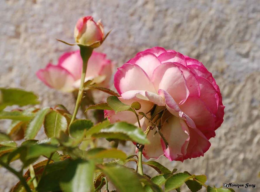 Floraison 8988-rose-al
