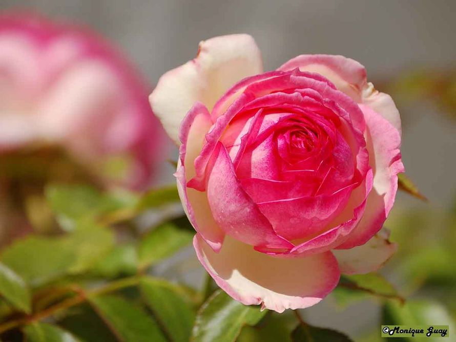 Floraison 8989-rose-al
