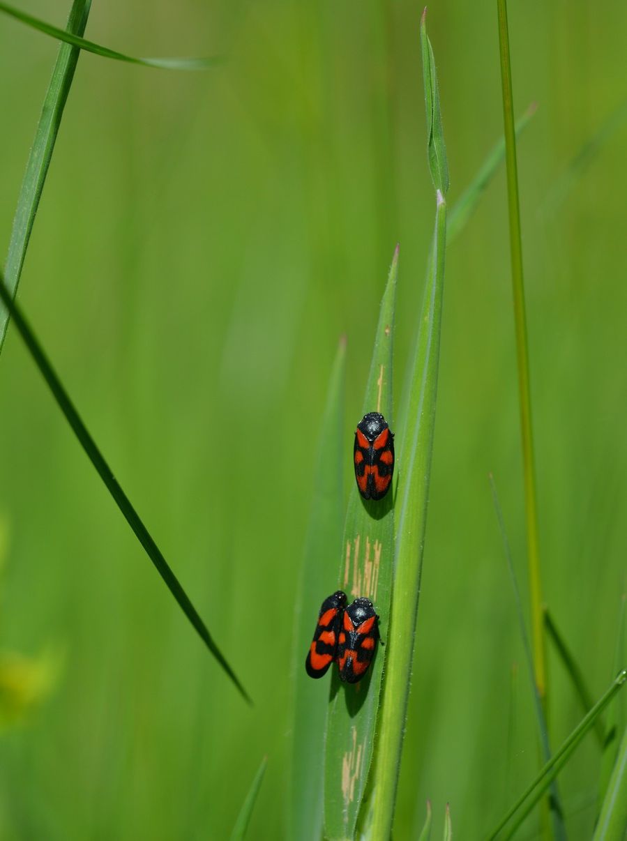 blog-2-2013-7611.JPG