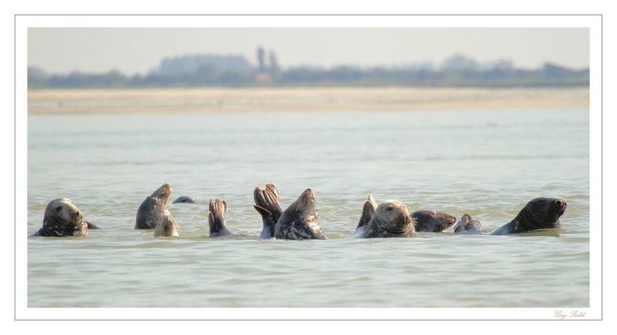 BERCK PHOQUES 2014 18