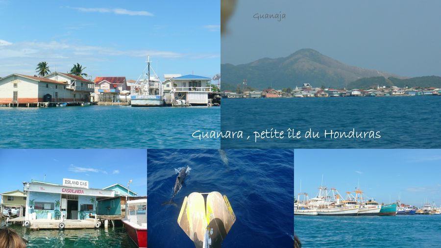 2011 05 HONDURAS, guanaja, Roatan, dauphins