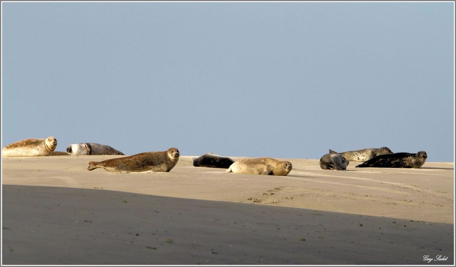 PHOQUES BAIE DE SOMME 1