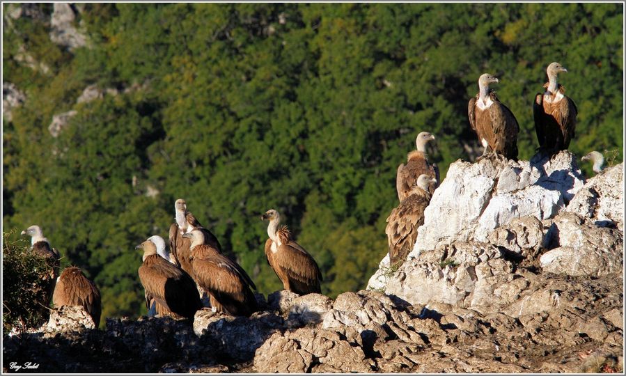 VAUTOURS ROUGON 5