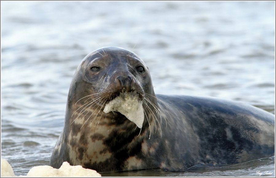 Phoque gris à l'écume de mer