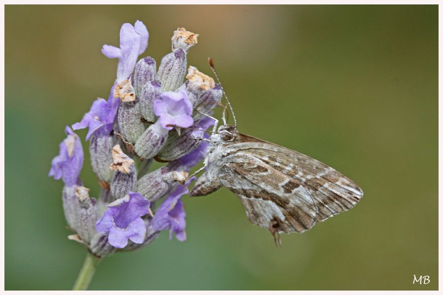 Insectes-04-5889.jpg