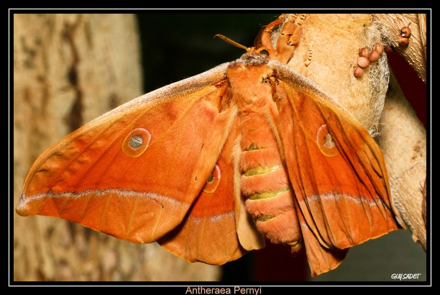 ANTHERAEA PERNYI