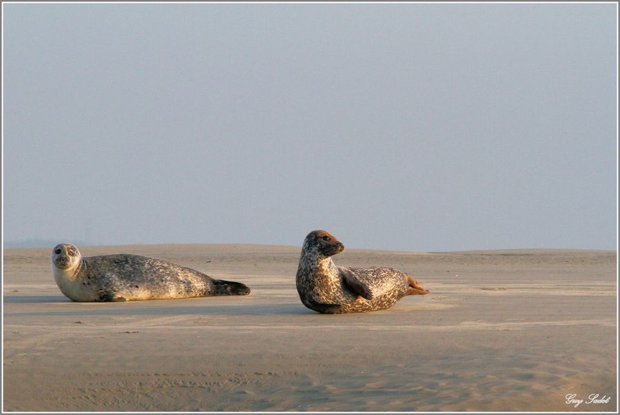 PHOQUES BERCK 2012 26