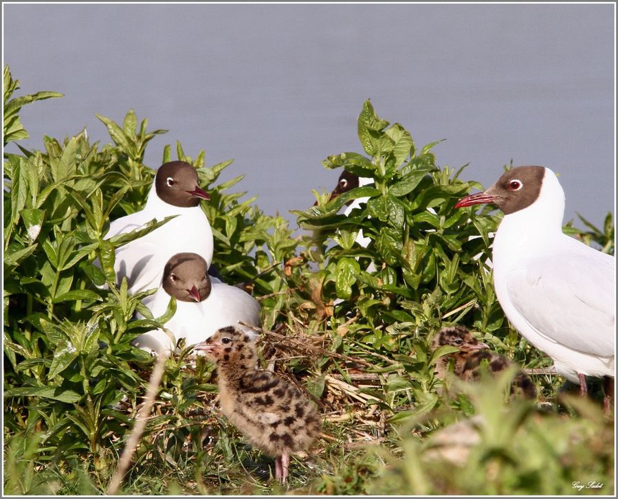 MOUETTES RIEUSES 5