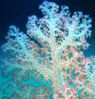 alcyon_alcyonaire_main_de_mer_octocoralliaire.jpg