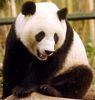 panda carnivore procyonide