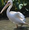 pelican pelecaniforme